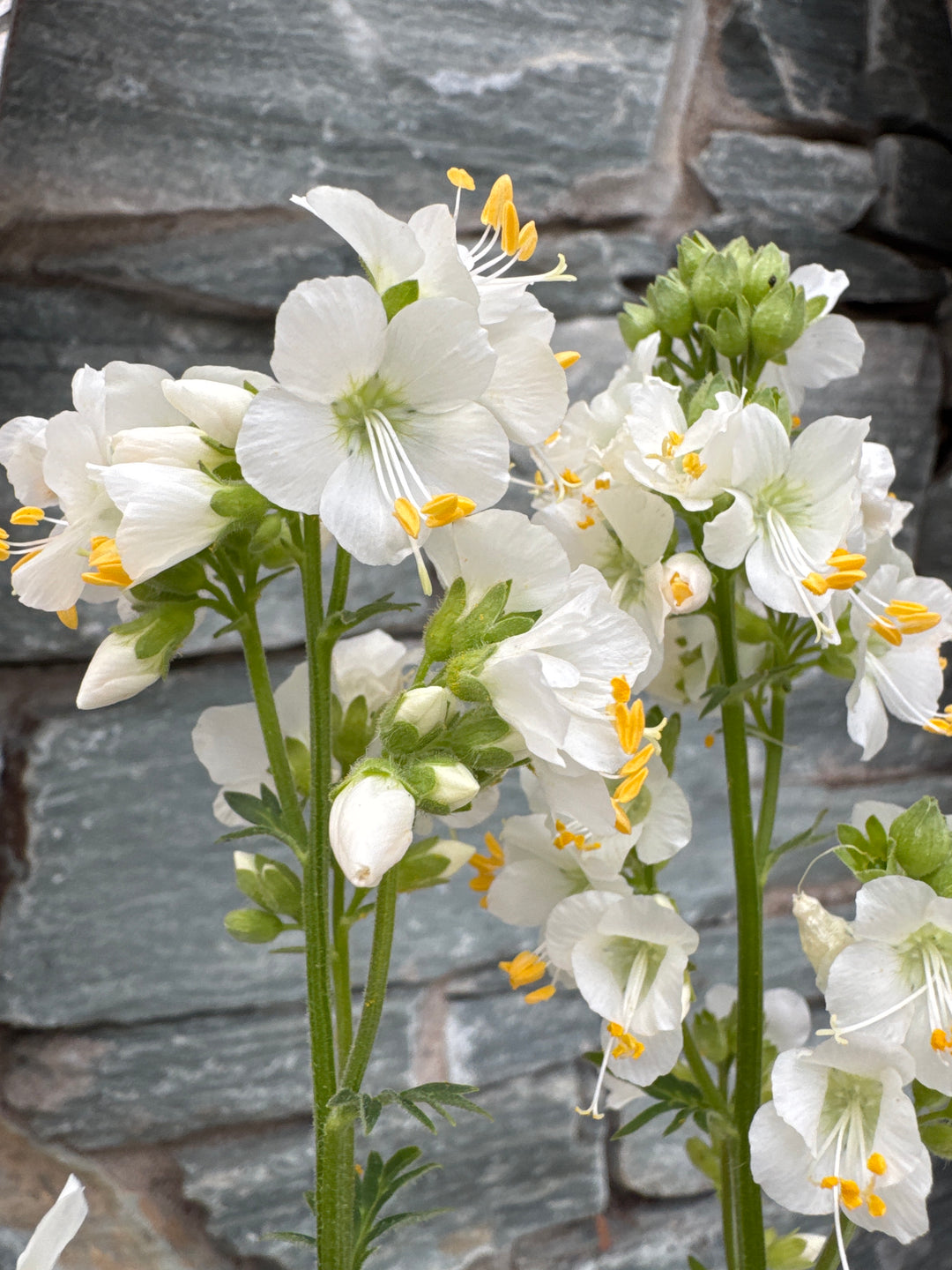 Polemonium cae. Alba