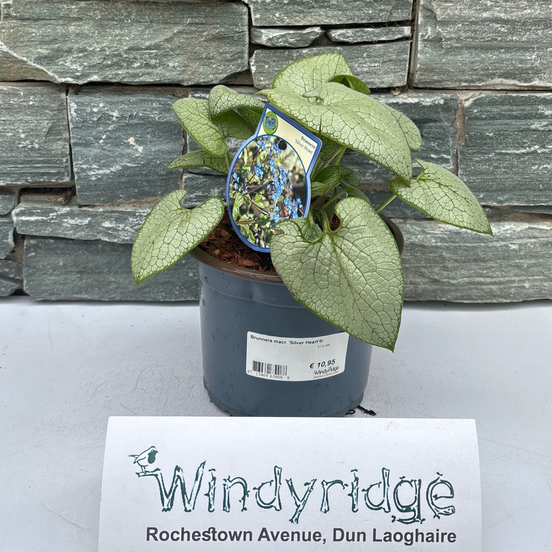 Brunnera macr. Silver Heart  2 Ltr pot