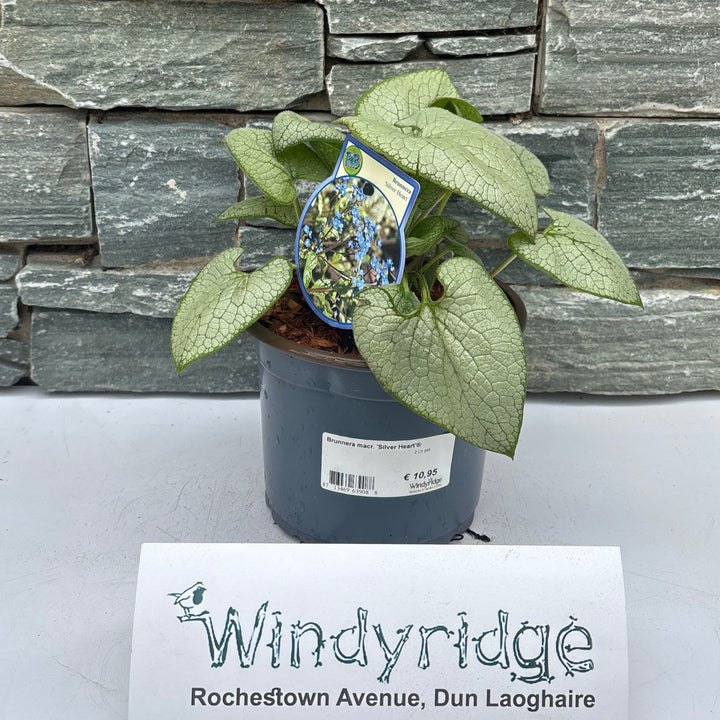 Brunnera macr. Silver Heart  2 Ltr pot