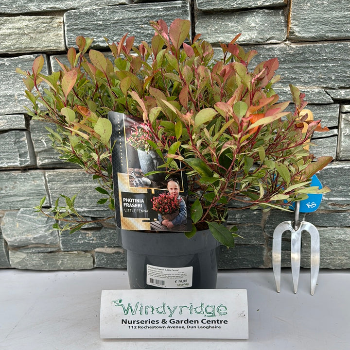 Photinia fraseri Little Fenna  3 Ltr pot
