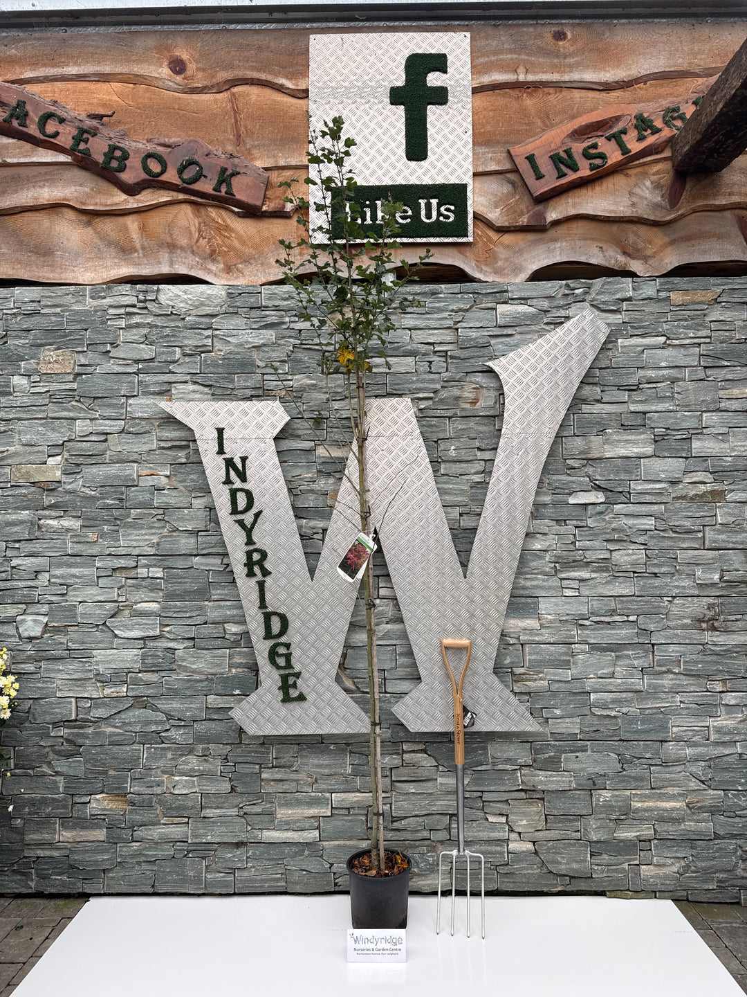 Craetagus Pauls Scarlet