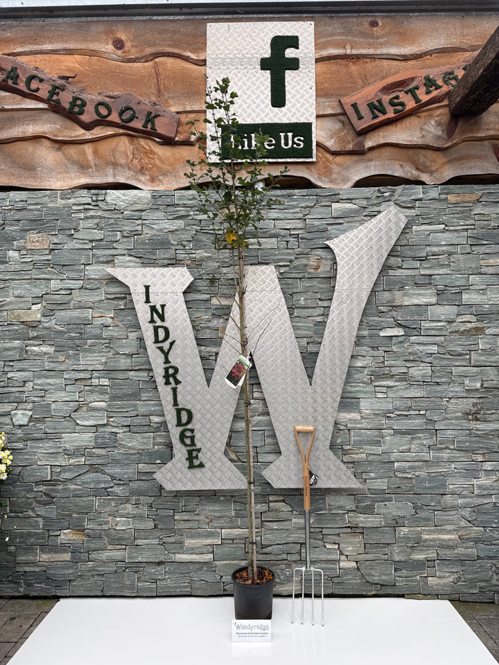 Craetagus Pauls Scarlet