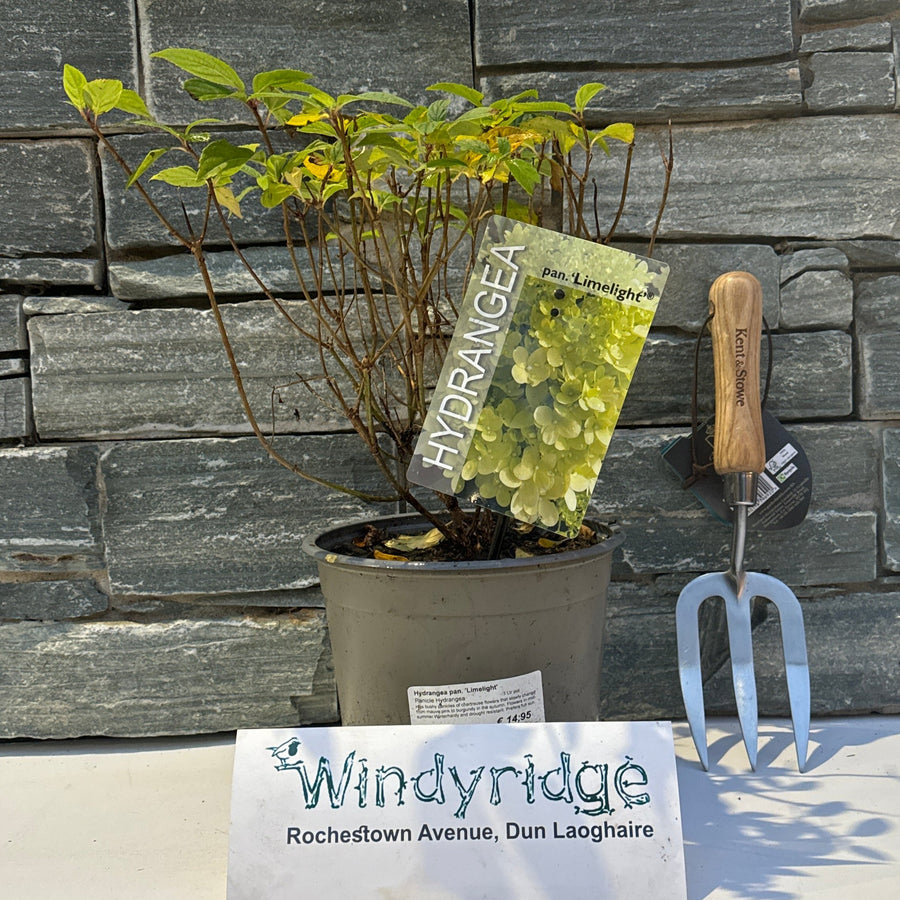 Hydrangea Pan. Limelight  3 Ltr Pot - Shrubs - Windyridge Garden Centre