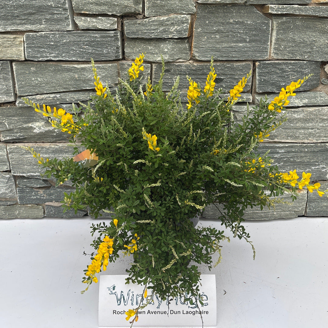 Genista spachiana