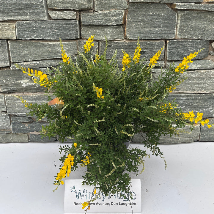 Genista spachiana