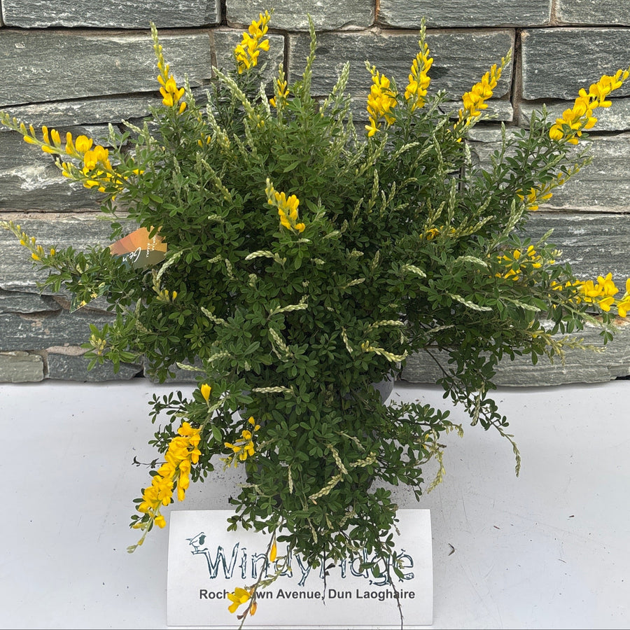 Genista Spachiana - Shrubs - Windyridge Garden Centre
