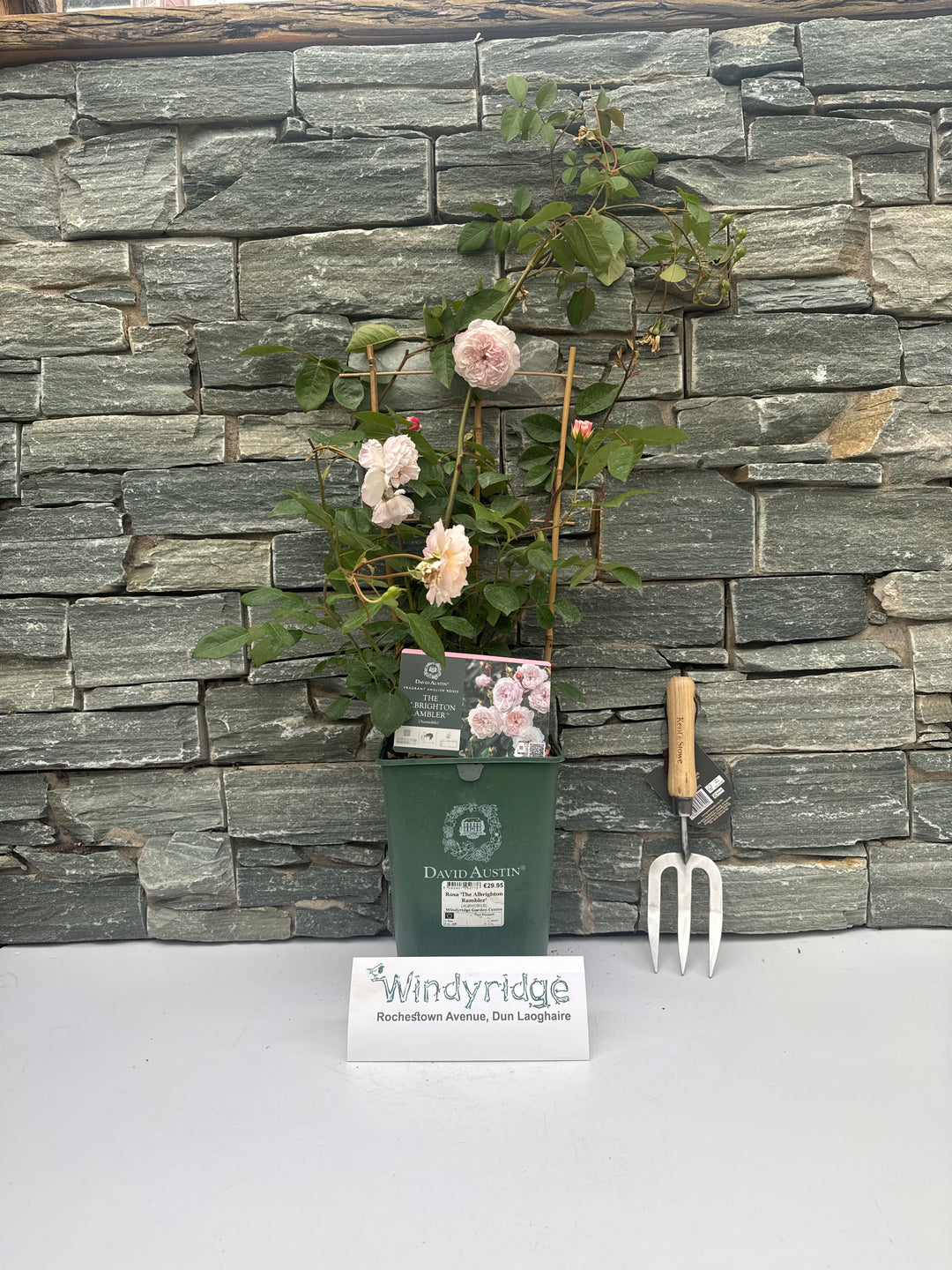Rosa The Albrighton Rambler 6L