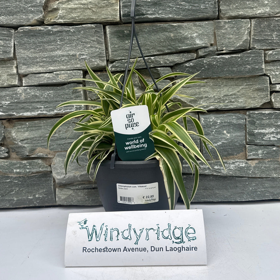 Chlorophytum Com. 'Vittatum' P19, Hanging Pot - Indoor Plants - Windyridge Garden Centre