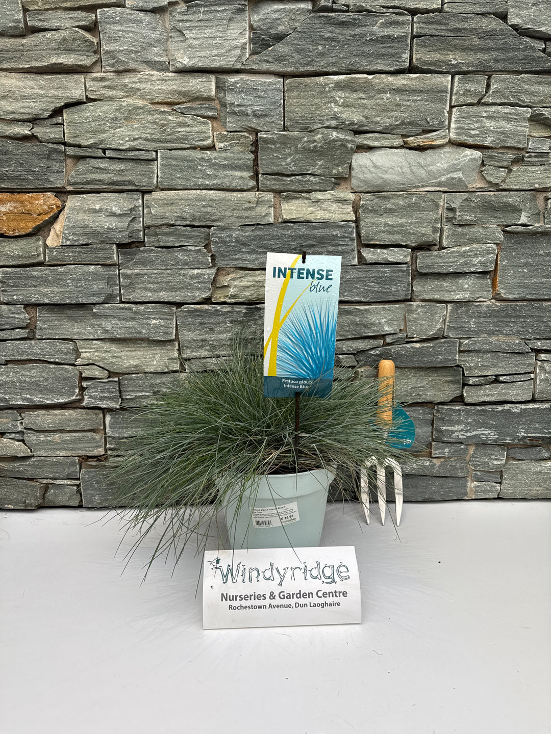 Festuca Glauca 'Intense Blue'Â® 5 Ltr Pot - Shrubs - Windyridge Garden Centre