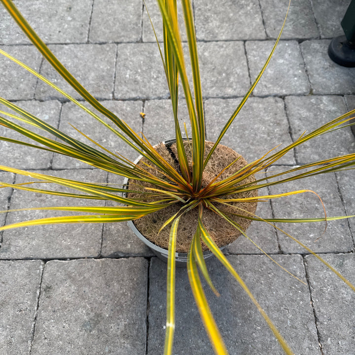 LIBERTIA  Gold Finger