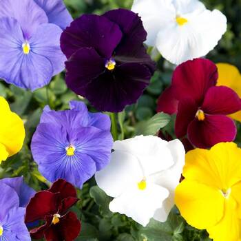 Pansy Clear Crystals Mix - Seed Packets - Windyridge Garden Centre