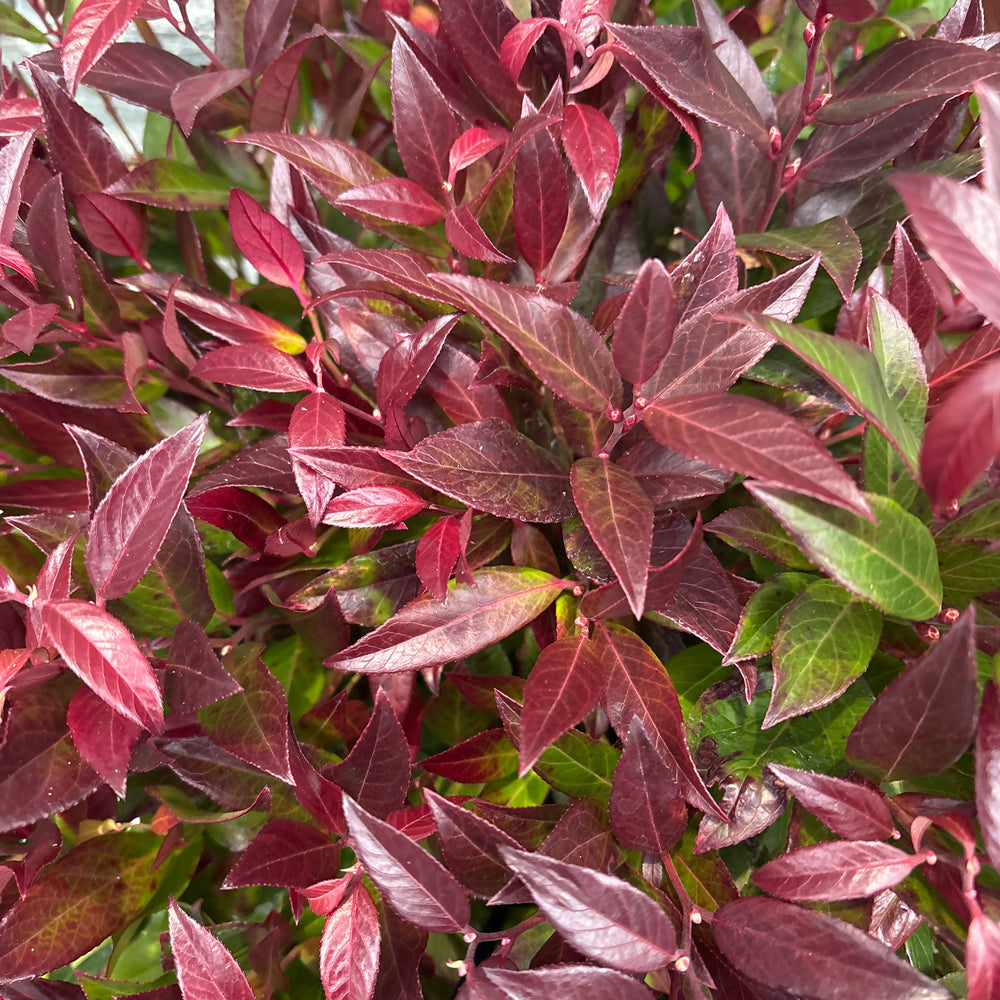Leucothoe Zeblid - Shrubs - Windyridge Garden Centre