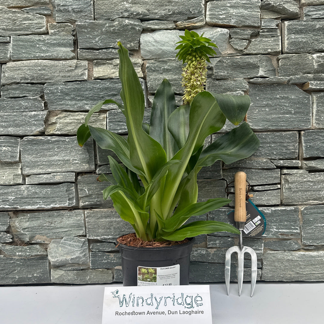 EUCOMIS bicolor