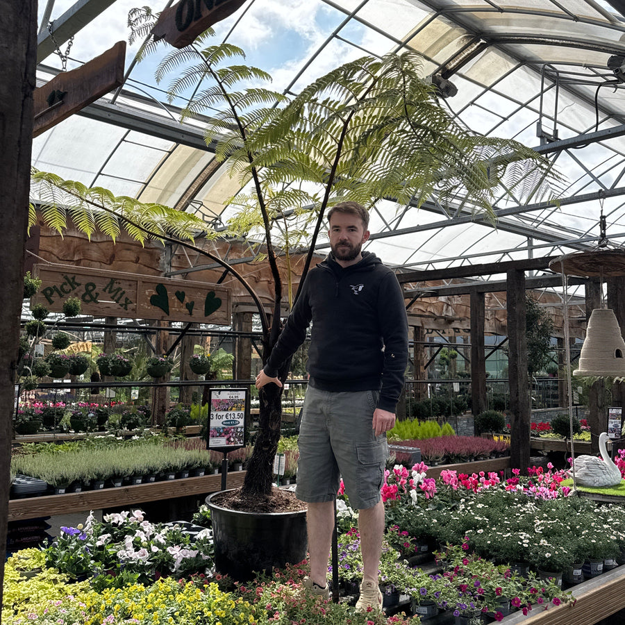 Cyathea Medullaris 60 Litres Pot - Trees - Windyridge Garden Centre