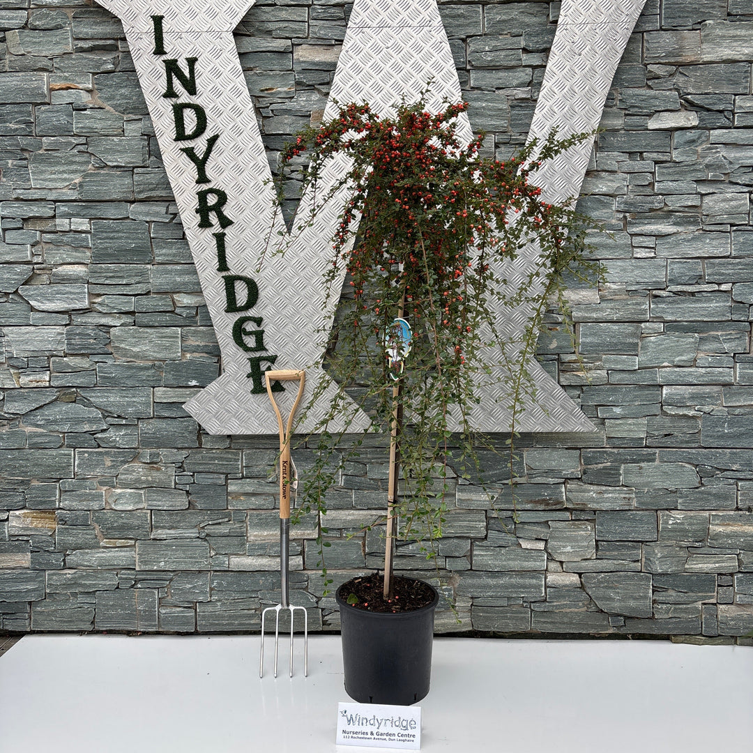 COTONEASTER CORAL BEAUTY TG 1/2 STD