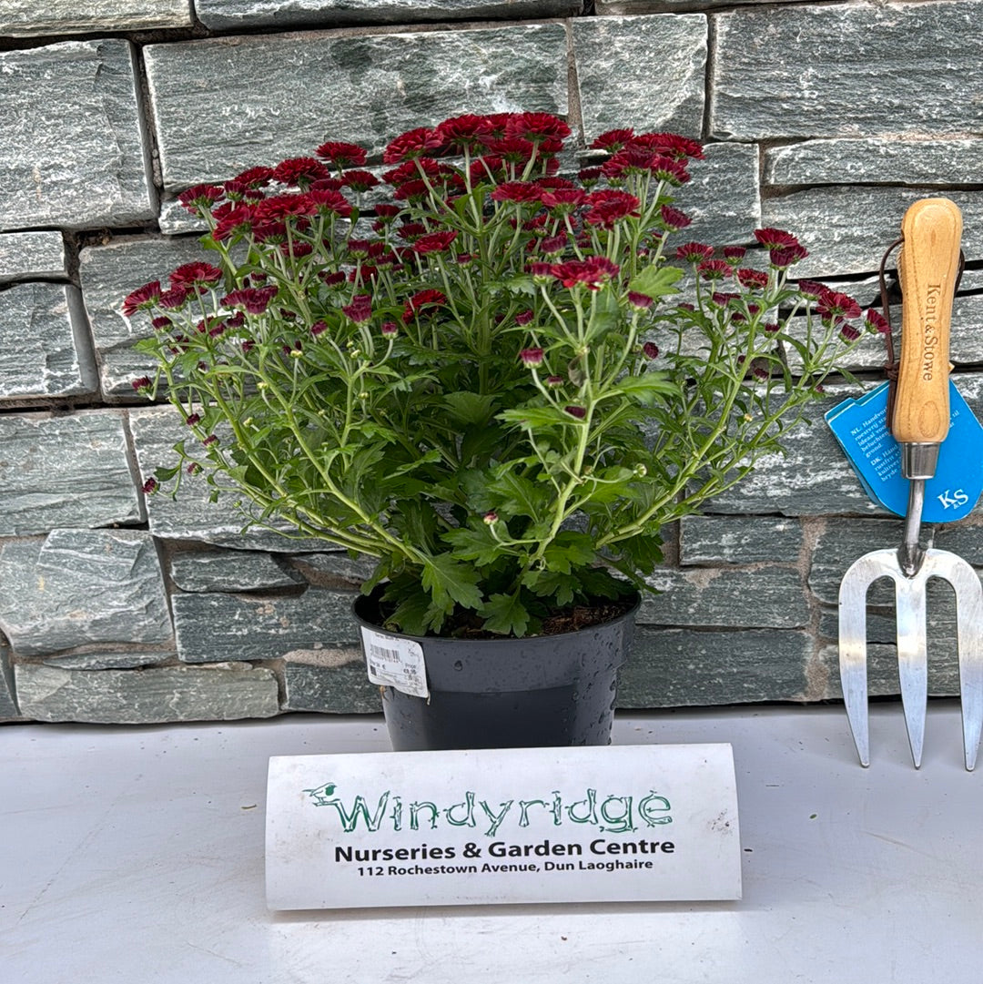 Chrysanthemum- Herbaceous - Windy Ridge Garden Centre