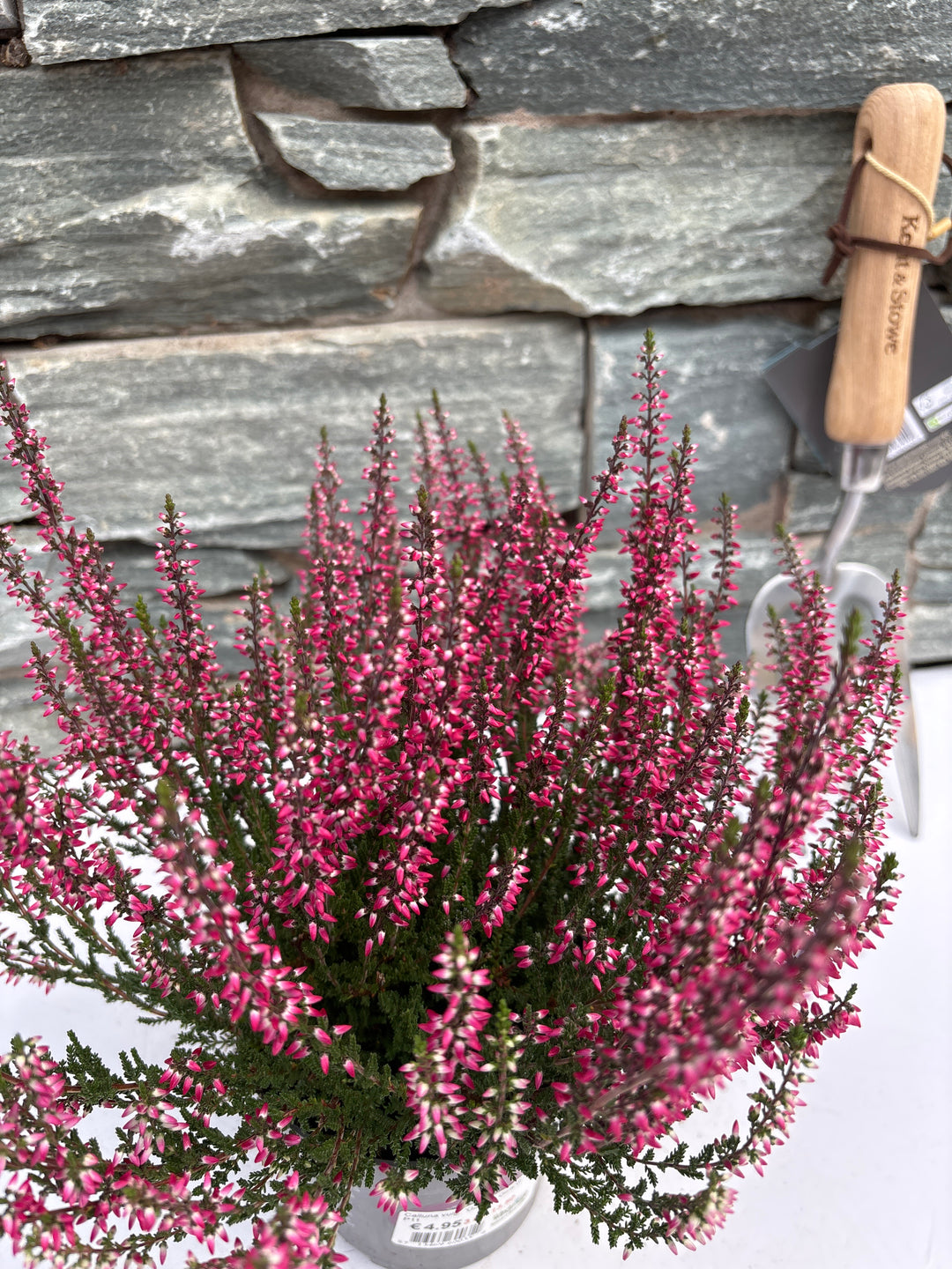 Calluna vulg. Garden Girls red  P11