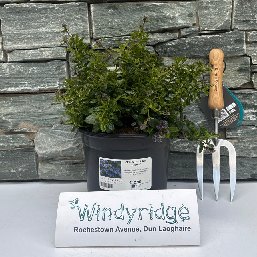 Ceanothus Thyr.  Repens - Shrubs - Windyridge Garden Centre