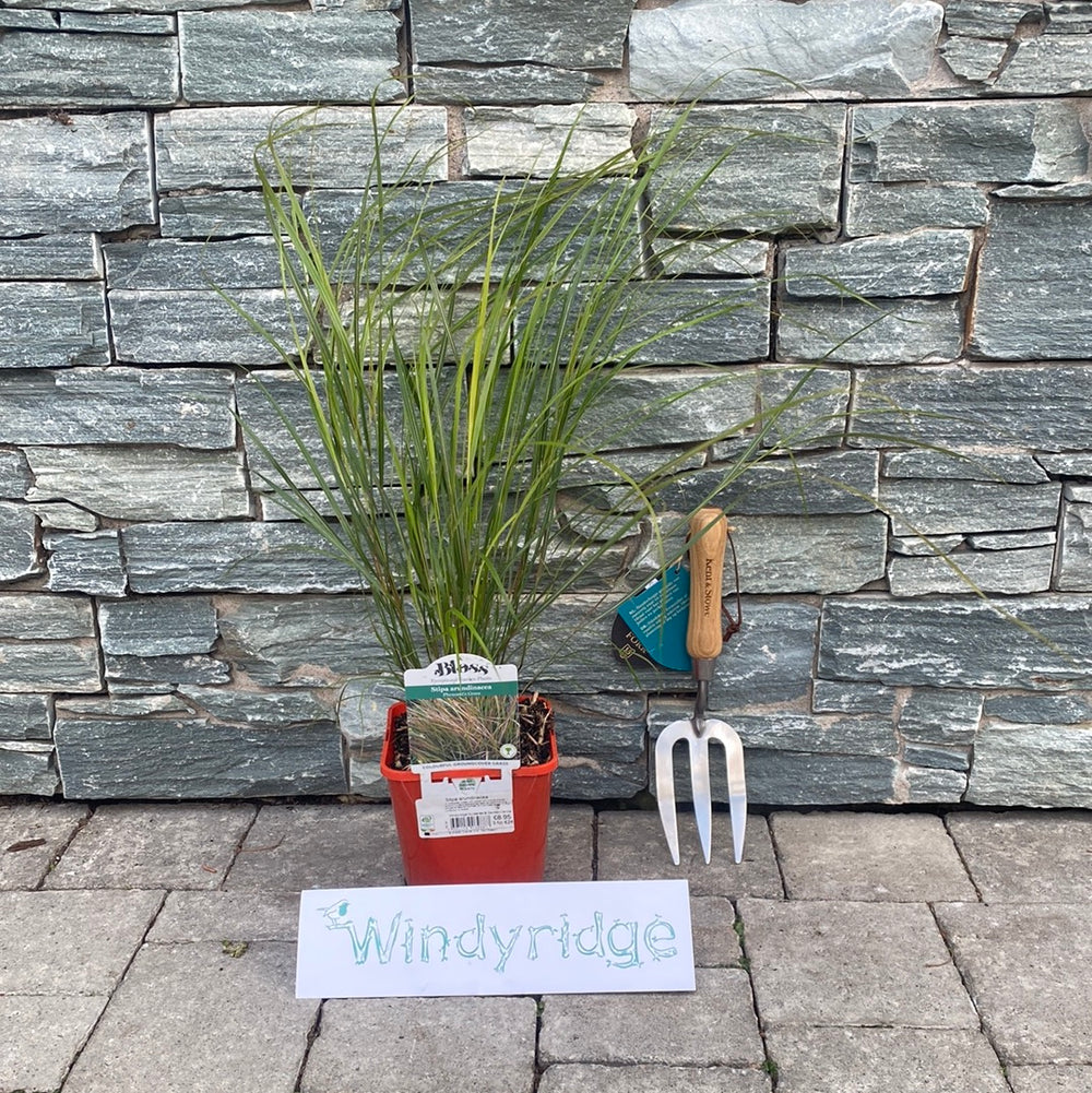 Stipa Arundinacea - Herbaceous - Windyridge Garden Centre