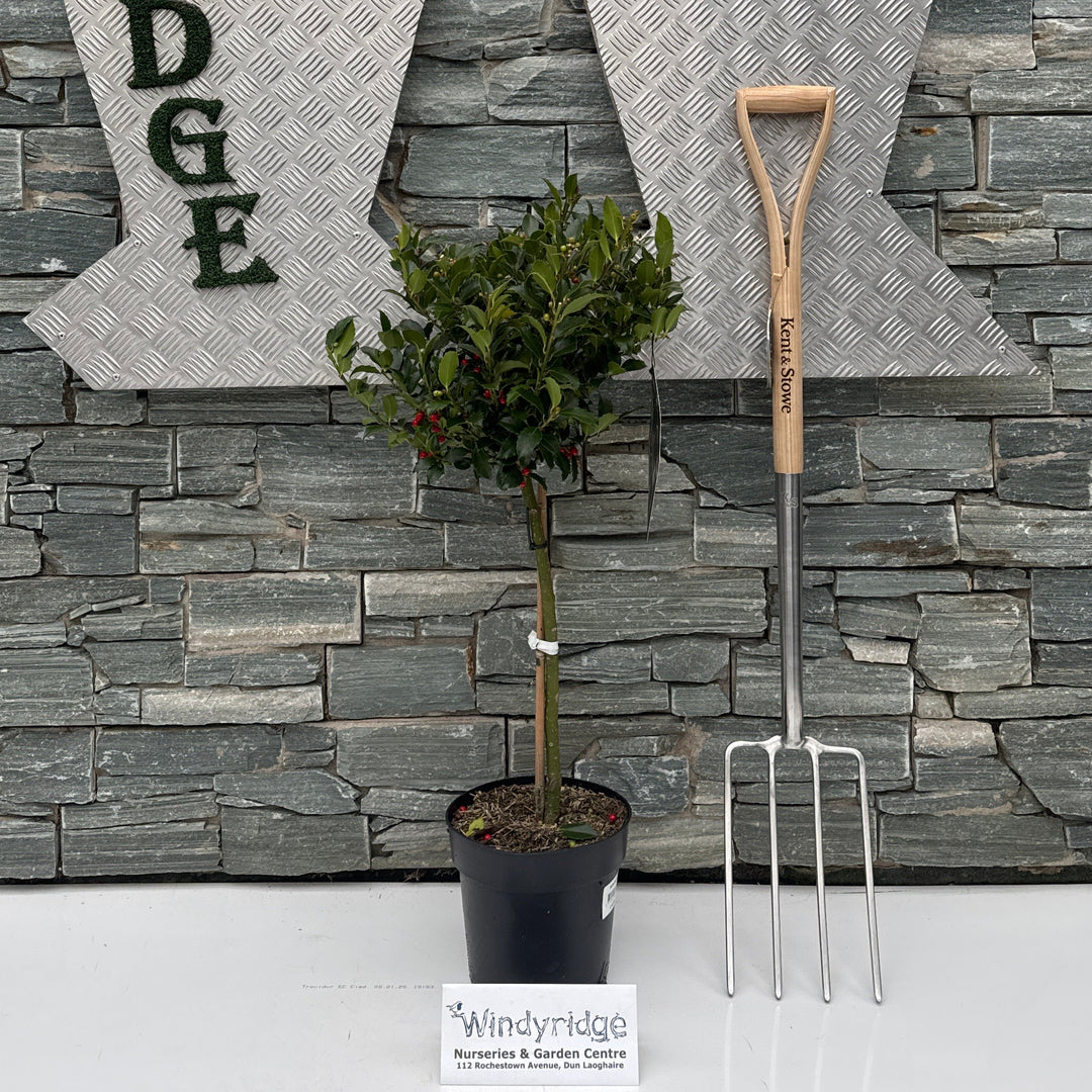 Ilex Blue Maid P24