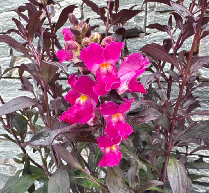Antirrhinum Snap in Black Hot Pink 5 Ltr