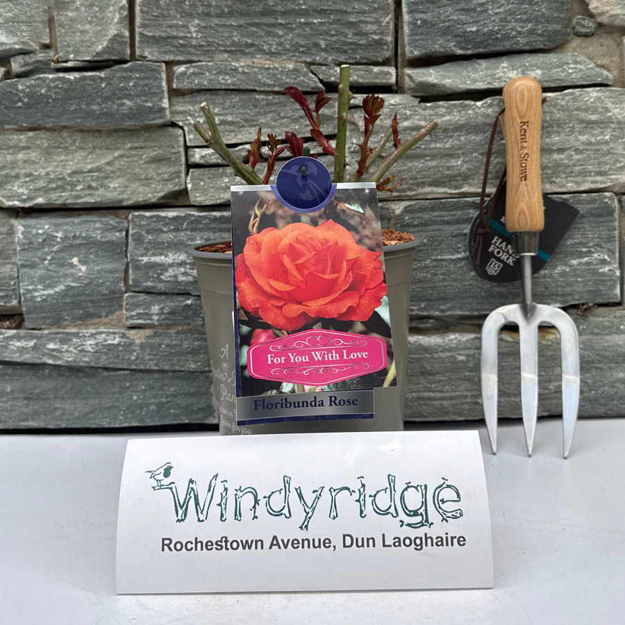 Rosa For You With Love - Roses - Windyridge Garden Centre