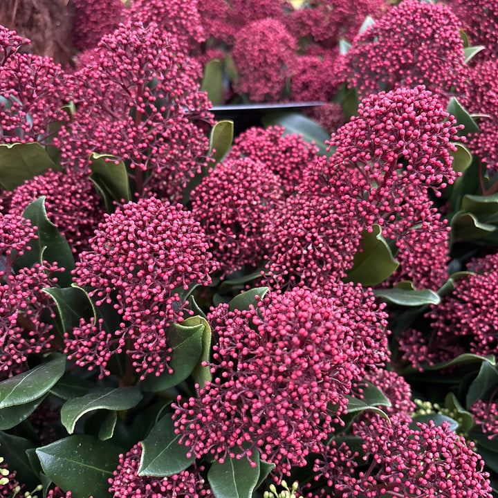 Skimmia jap. Rubesta Optima  12 Ltr pot