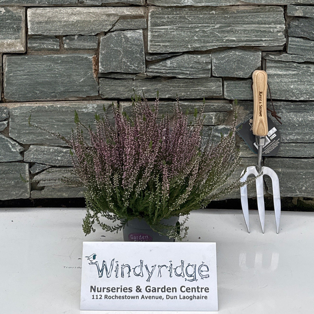 Calluna vulg. 'Garden Girls'® lilac/purple