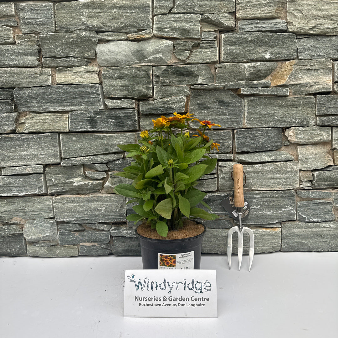 RUDBECKIA MiniBeckia Flame