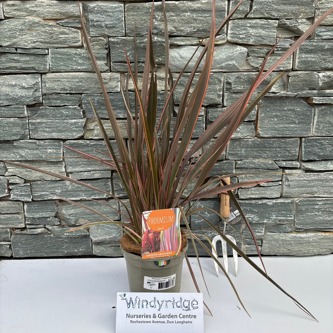 Phormium Sundowner