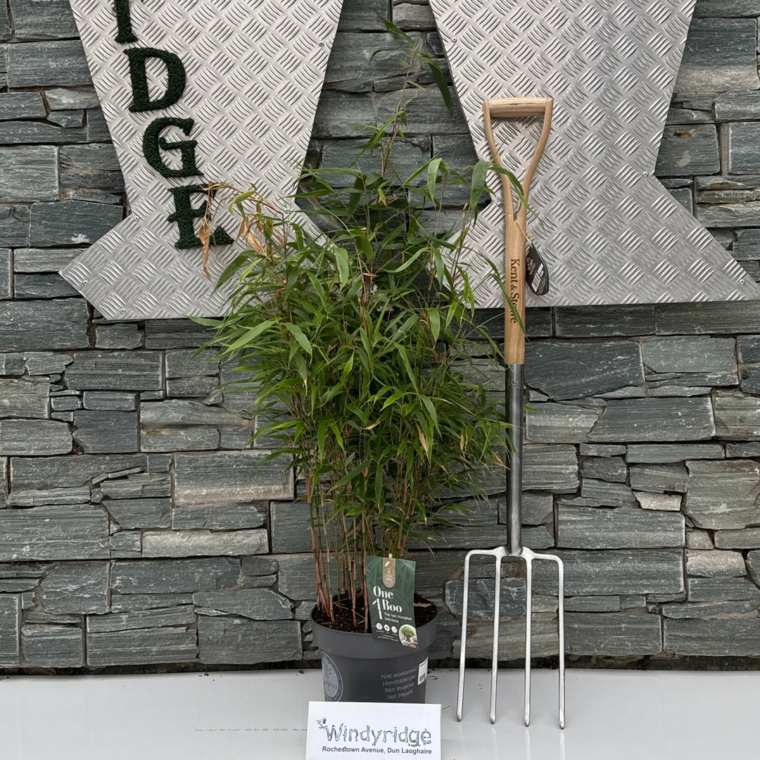 Fargesia robusta Formidable   5 Ltr pot