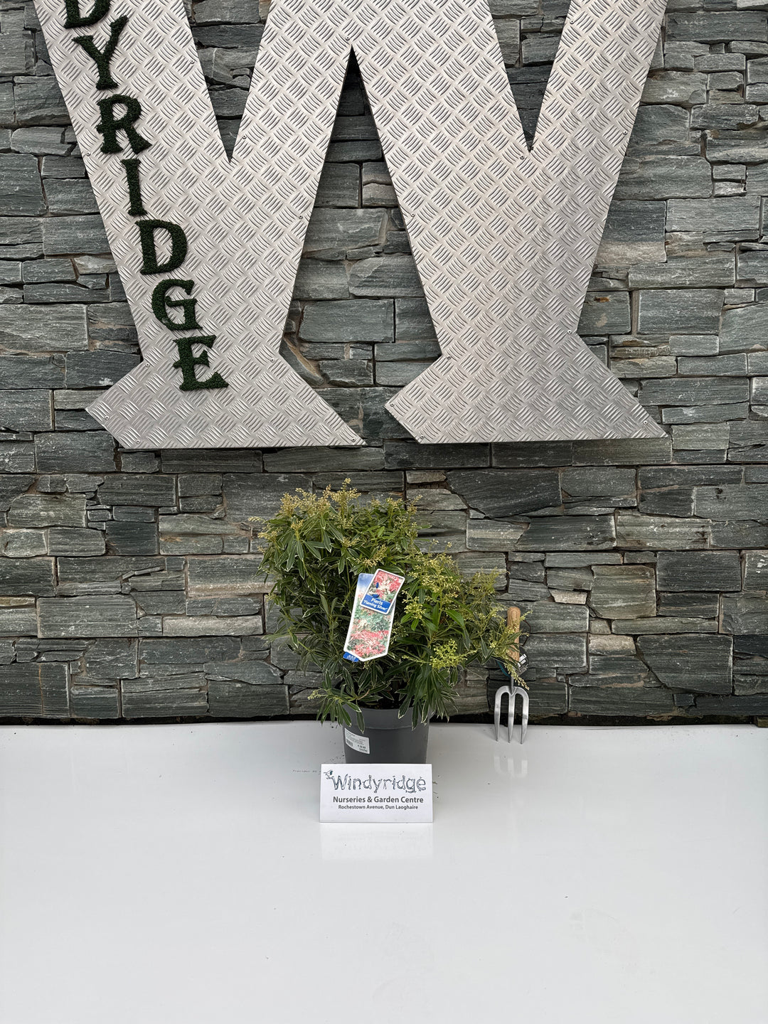 Pieris Flaming Silver  30-40 CM C5