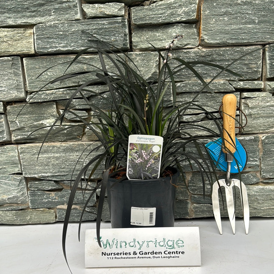 Ophiopogon Plan. Niger - Herbaceous - Windyridge Garden Centre