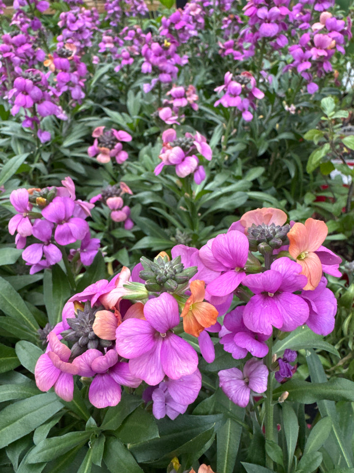 Erysimum Leya Purple Glow