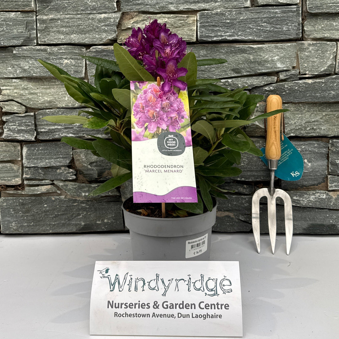 Rhododendron Hybride Mix P17 - Shrubs - Windyridge Garden Centre
