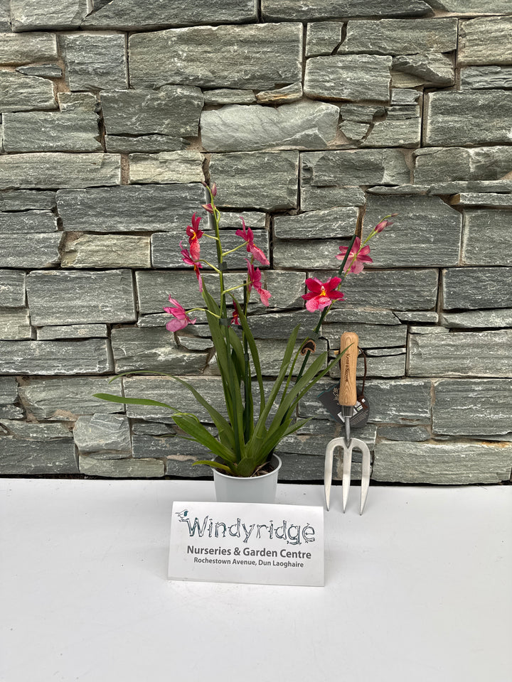 Cambria Nelly Isler  P12 - 3-4 stem