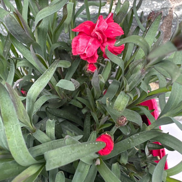 Dianthus Carmen Red