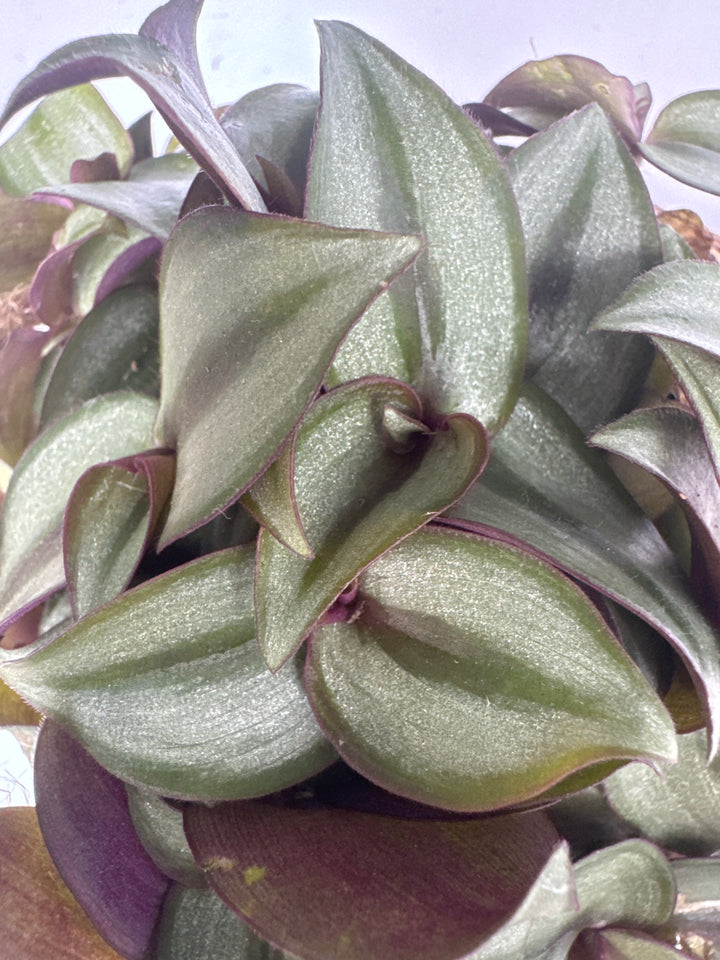 Tradescantia zebr. Purpusii kokodama