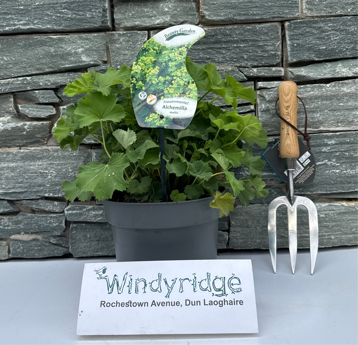 Alchemilla mollis  3 Ltr pot
