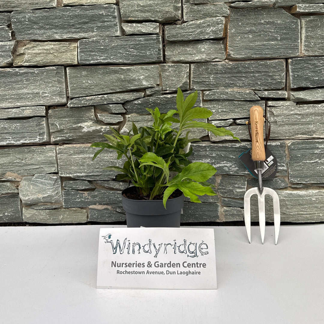 Helleborus orient. Hello Amber (14cm Pot)