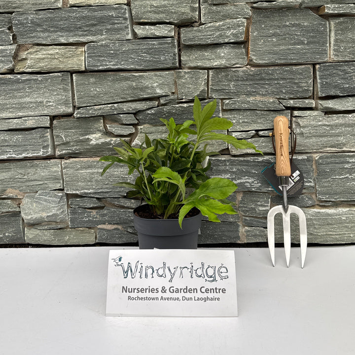 Helleborus orient. Hello Amber (14cm Pot)