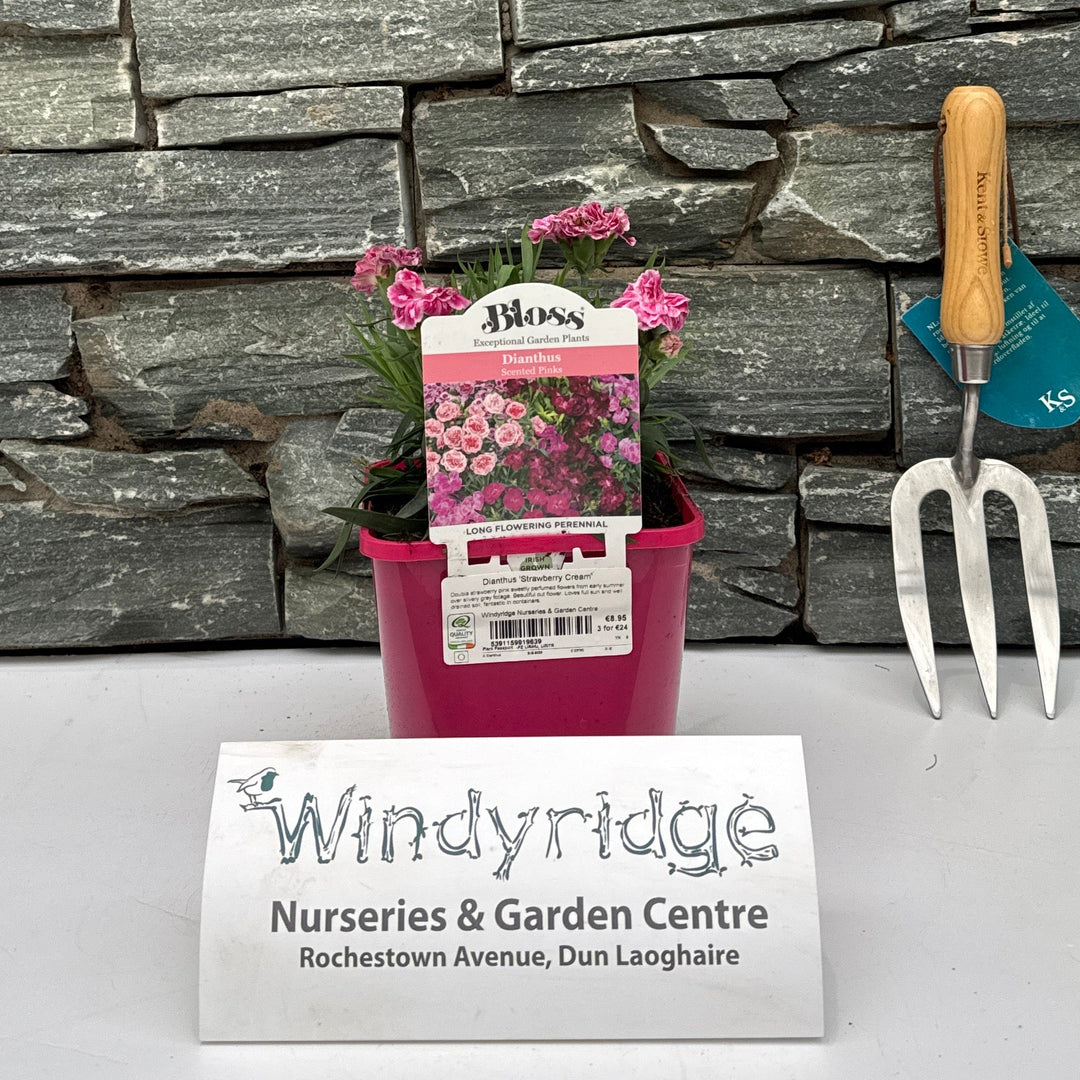 Dianthus Strawberry Cream