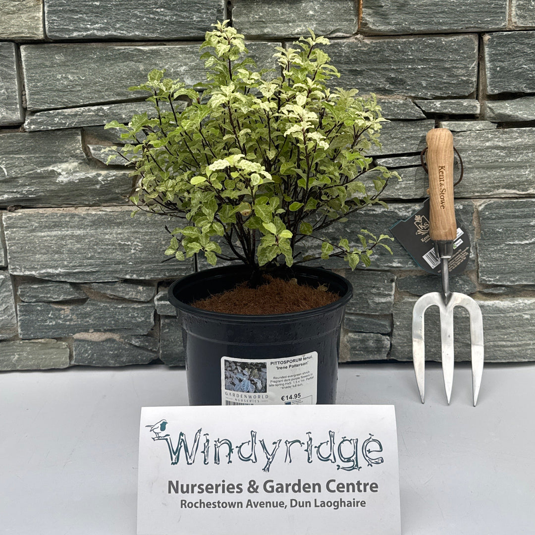 PITTOSPORUM tenui. Irene Patterson