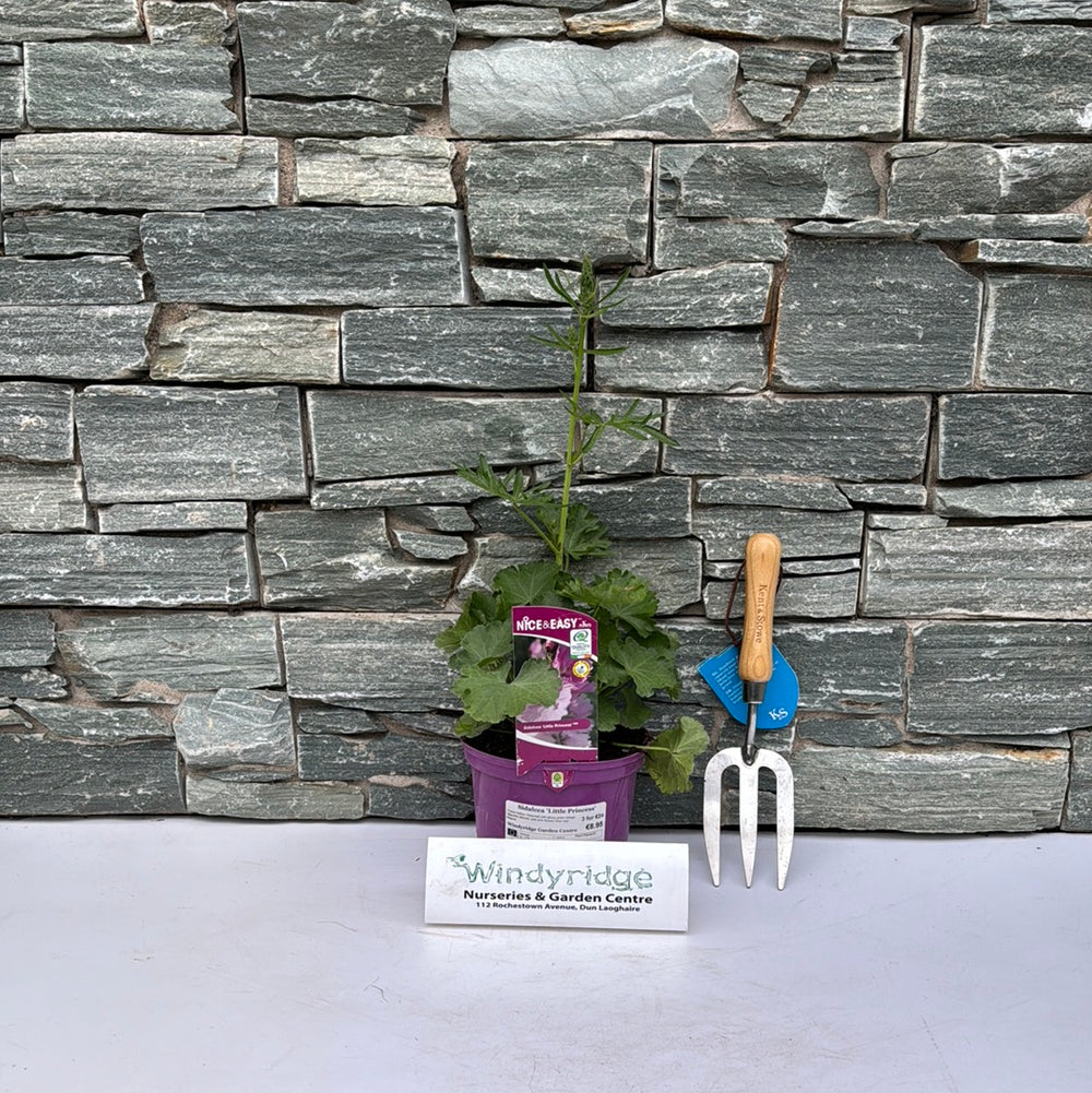 Sidalcea 'Little Princess' - Herbaceous - Windyridge Garden Centre