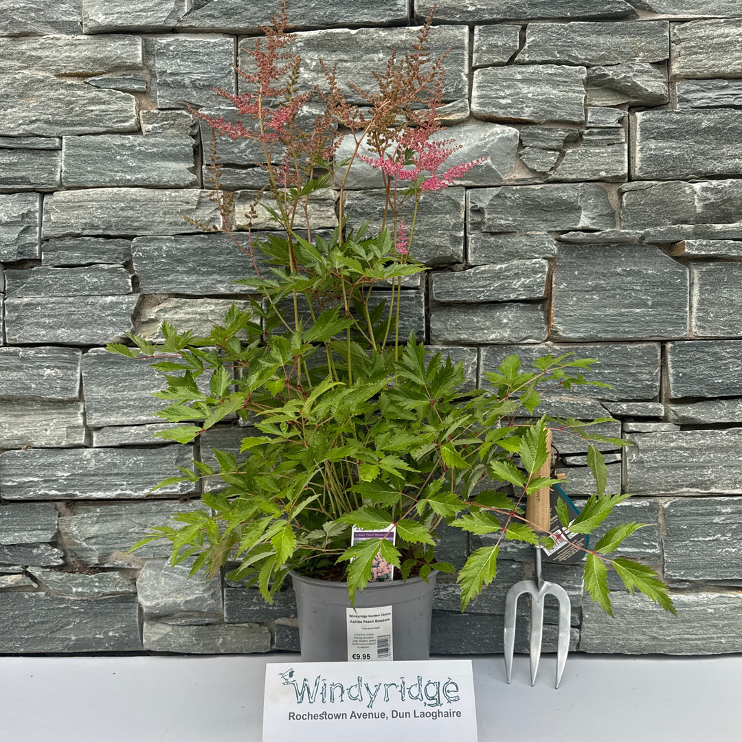 Astilbe Peach Blossom