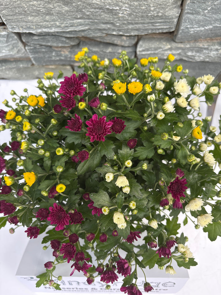 Chrysanthemum (GM)  Carnaval  / P12