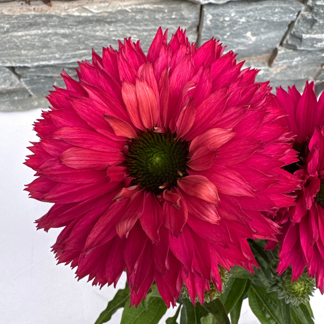 ECHINACEA SunSeekers Sweet Fuchsia 2Ltr Pot
