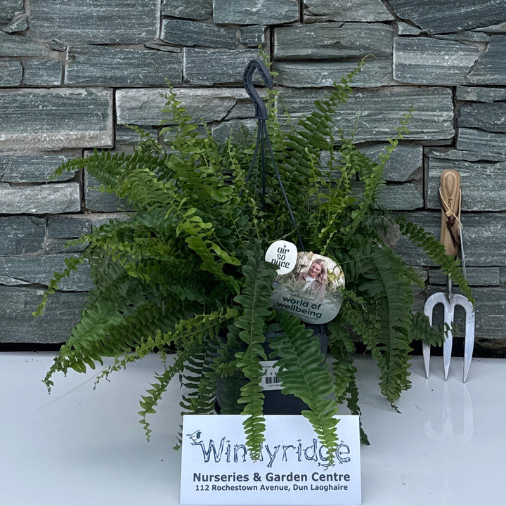 Nephrolepis exal. 'Green Lady' BOP - Indoor Plants - Windyridge Garden Centre