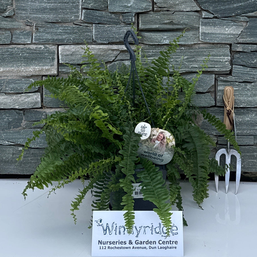 Nephrolepis exal. 'Green Lady' BOP - Indoor Plants - Windyridge Garden Centre