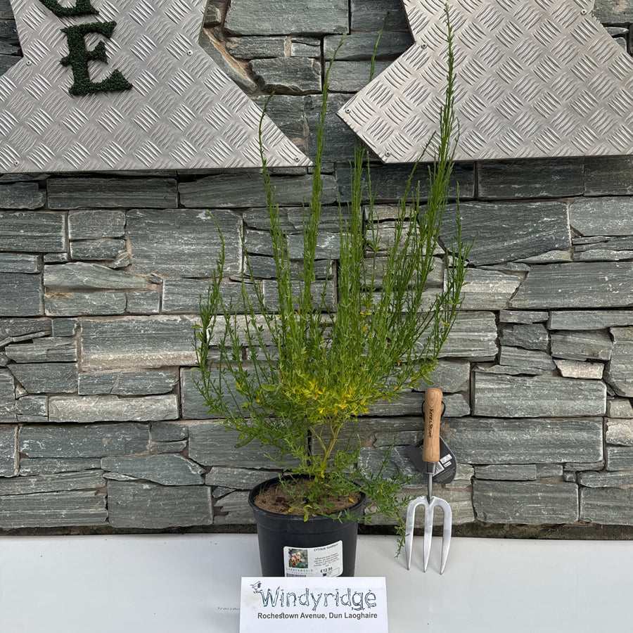 Cytisus Goldfinch - Shrubs - Windyridge Garden Centre